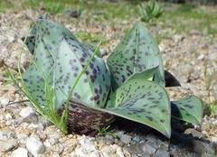 Colchicum vanjaarsveldii