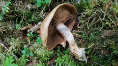 Cortinarius subtortus