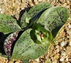 Colchicum vanjaarsveldii