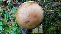 Cortinarius subtortus