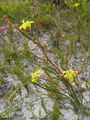 Moraea elsiae