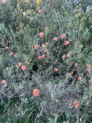 Melaleuca fulgens