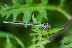 Enallagma durum