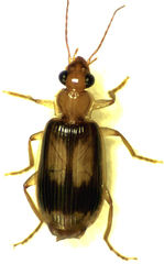 Trigonothops pacifica