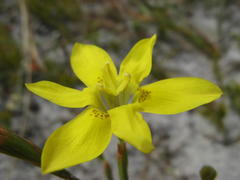 Moraea elsiae