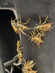 Polistes dominula