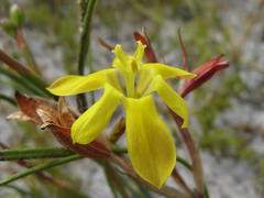 Moraea elsiae
