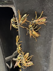 Polistes dominula