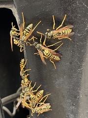 Polistes dominula