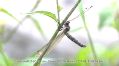 Protidricerus steropterus