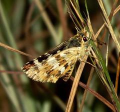 Agyllia asterodia