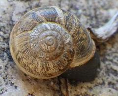 Dorcasia
