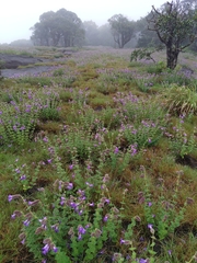 Strobilanthes sessilis