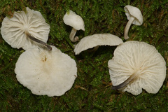 Hemimycena candida image