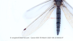 Protidricerus steropterus