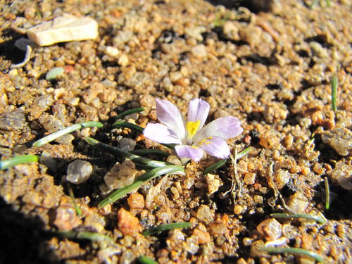 Moraea fenestralis