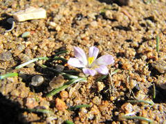 Moraea fenestralis