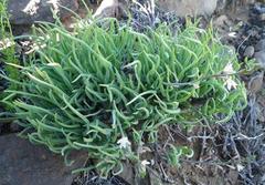 Trachyandra aridimontana