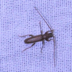 Geropa concolor