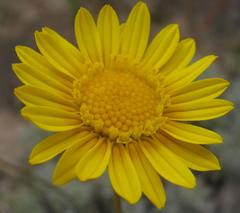 Ursinia macropoda