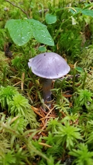 Thaxterogaster occidentalis