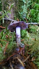 Thaxterogaster occidentalis