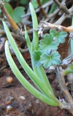 Trachyandra aridimontana