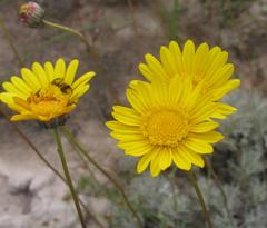 Ursinia macropoda