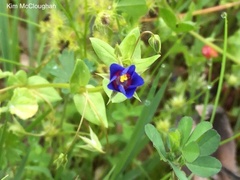 Lysimachia arvensis caerulea