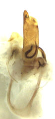 Trigonothops pacifica