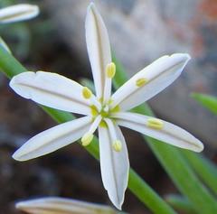 Trachyandra aridimontana