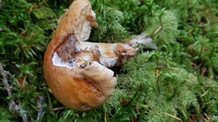 Cortinarius turmalis
