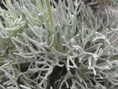 Ursinia macropoda