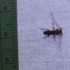Geropa concolor