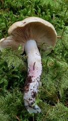 Cortinarius turmalis