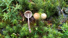 Hypholoma marginatum