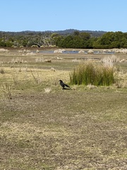Strepera versicolor arguta