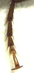 Trigonothops pacifica