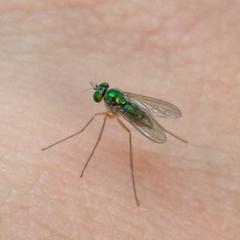 Chrysosoma globiferum