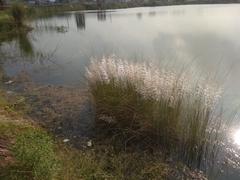 Saccharum spontaneum