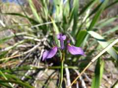 Moraea helmei