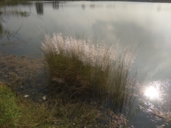 Saccharum spontaneum