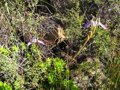 Moraea helmei
