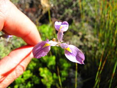 Moraea helmei