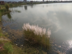 Saccharum spontaneum