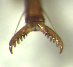 Trigonothops pacifica