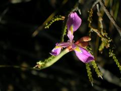 Moraea helmei