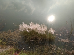 Saccharum spontaneum