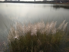 Saccharum spontaneum