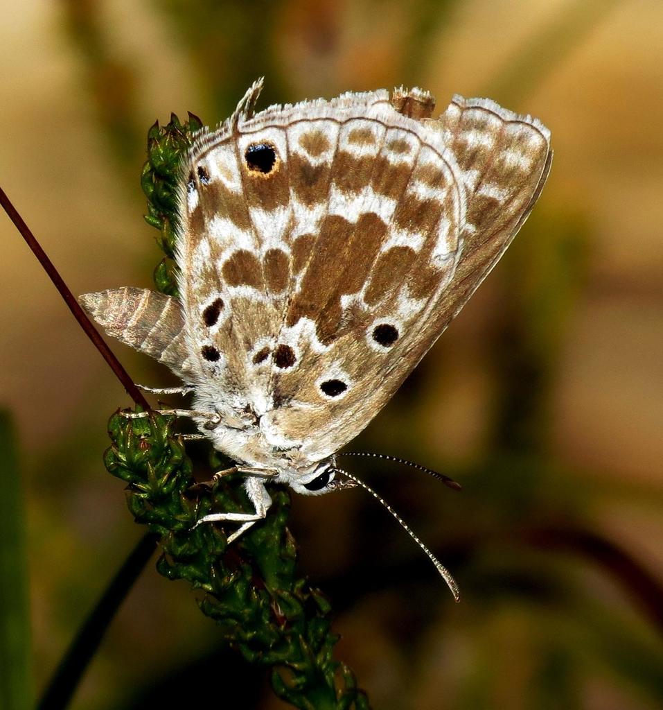 Brilliant Blue